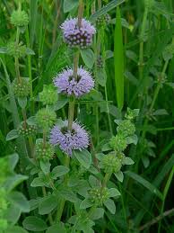 Metvica (Mentha Pulegium)