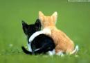 http://1.bp.blogspot.com/_MGbAvvc_DD4/TUzfCjMQ_hI/AAAAAAAAAWk/CamuGm8rNM0/s1600/best_friends_51.jpg