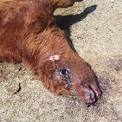 Cow found mutilated in Saskatchewan