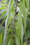 <b>Trema</b> micrantha (L.) Blume