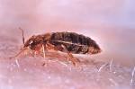 I have Bed Bugs! Ain't Nobody Got Time for That! » EnviroTech
