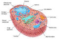 Eukaryotes