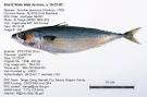 Regulatory Fish Encyclopedia (RFE) > RFE Page 1 for <i>Chub ...