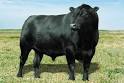 http://www.cattle.com/BreedsofCattle/Images/Angus.jpg