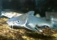 The Marine, Brackish &amp; Freshwater Catfishes (Columbian, Silver ...