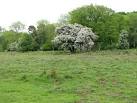 Flowering crab apple tree (Malus sylvestris) - via Daymix