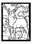 Deer coloring page