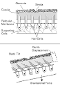 File:Balance Disorder Illustration B.png - Wikipedia, the free ...
