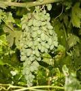 L.E. Cooke Company - Ladyfinger vs Thompson Seedless Grapes