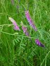 <b>Vicia</b> dasycarpa plant
