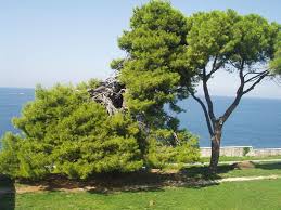 Baum auf Istrien - Bild \u0026amp; Foto von Marina Hirsch aus Einzelbäume ...