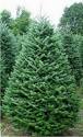 Christmas Trees