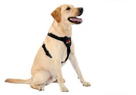  Clix Car Safety Harness £11.99. Car Safety for your Dog.