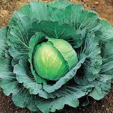 cabbage