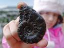 What is an ammonite?
