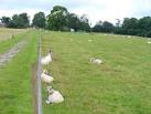TQ0851 : Sheep Lea in - via Daymix