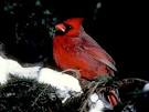 Cardinals, Cardinal Pictures, Cardinal Facts - National Geographic