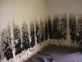 Brittany Murphy Mold Stories  The Type of Mold and Whether Its