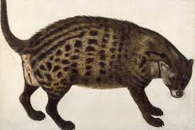 Afrikanische Zibetkatze: Vincenzo Leonardi (aktiv von 1621 bis 1646) hat das Tier gezeichnet - 0,1020,739188,00