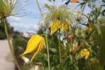 File:Clematis tangutica Kiinankeltakärhö I1748 C.JPG - Wikimedia ...