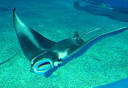 Photo in the News: First Giant Manta Ray Born in Captivity Dies