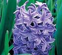 Hyacinth Hyacinths - Hyacinth Bulbs Hyacinth Flowers - White ...