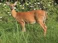 White-tailed Deer - Odocoileus virginianus - NatureWorks