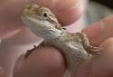 CARING FOR YOUR BABY BEARDED DRAGON « . . : : CHENCENTER BLOG : : . .