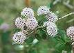 <b>Rhamnaceae</b>