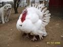Turkey, Turkeys, Domestic Turkeys, Wild Turkeys, Turkies