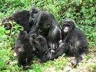Mountain Gorillas