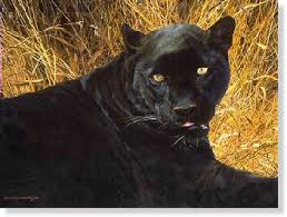 images?q=tbn:ANd9GcTCtPXB50rx6FQv0mMLqGFBKofclgjqNLo4_BTC3z8UfltBrr8SiQ