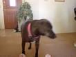 I miss my dog. She lives in Apple Valley without me. - via Daymix