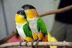 Black-headed Caique Wallpaper #1 | Caique Parrots | 800 × 532 ...