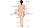 human being > human body > woman > POSTERIOR view image - Visual ...