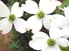Outta Here!: Redbuds, Dogwoods and Blackberries