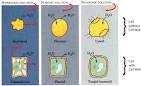 Membranes for Biology 241 Fall 1999