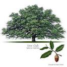 Texas Tree Selector: Tree Description