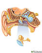 Ear Infections: MedlinePlus