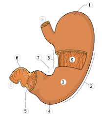 Cfare do donit te pini ne kete cast? Images?q=tbn:ANd9GcTDhQ8eLcaLjYXj-4L30sLwvNLiiK723GGnynj_EdzAIeFqTFJslQ