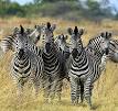 Zebra - Wikipedia, the free encyclopedia