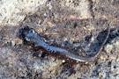 wildherps.com - Arboreal Salamander (Aneides lugubris)