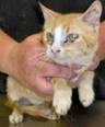 Angel Wings Cat Rescue and Sanctuary