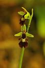 In this case, the mimicry - via Daymix