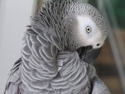 perroquet gris
