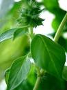 Love Your Basil: Lemon Basil