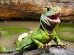 My Free Wallpapers - Nature Wallpaper : Chinese Water Dragon