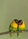 Little Birds