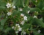 Flower Gallery :: <b>Myoporaceae</b>