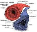 Bioengineered Blood Vessels